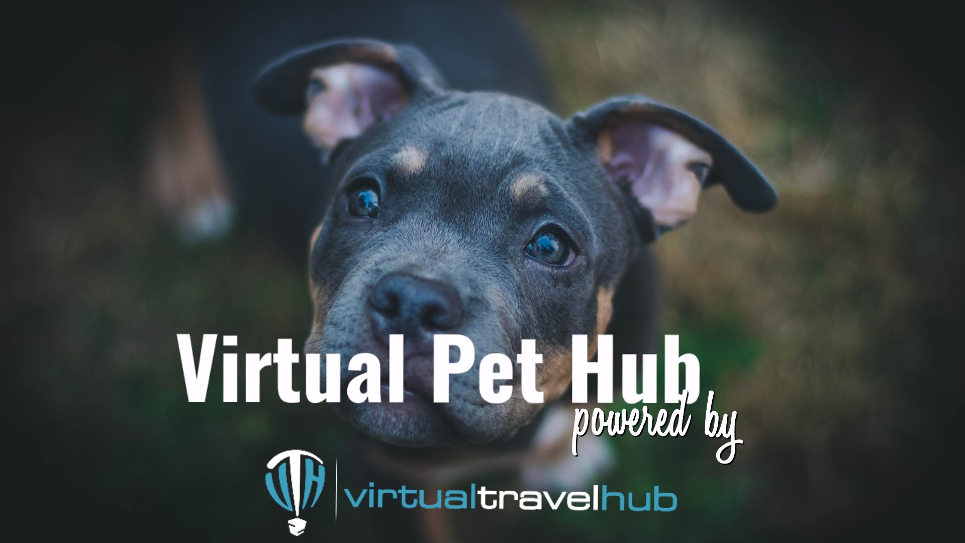 VPH Pet Hub